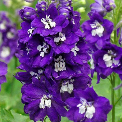 Delphinium Dark Blue White Bee