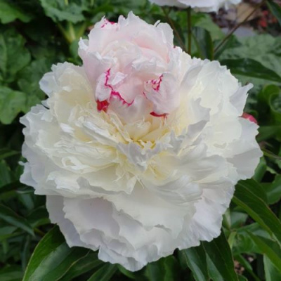Paeonia lactiflora Festiva Maxima