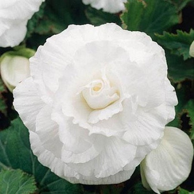 Begonia Double White