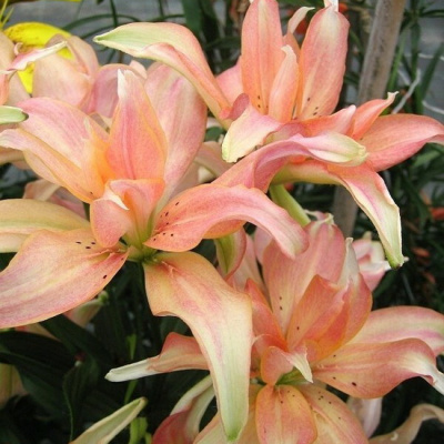 Lilium Aphrodita