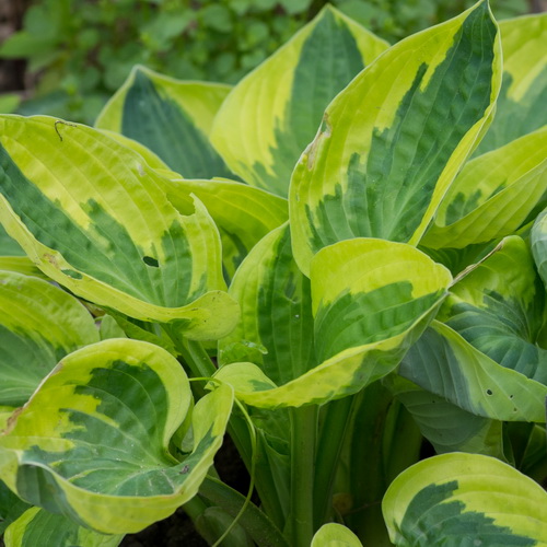 Hosta Brim Cup_4