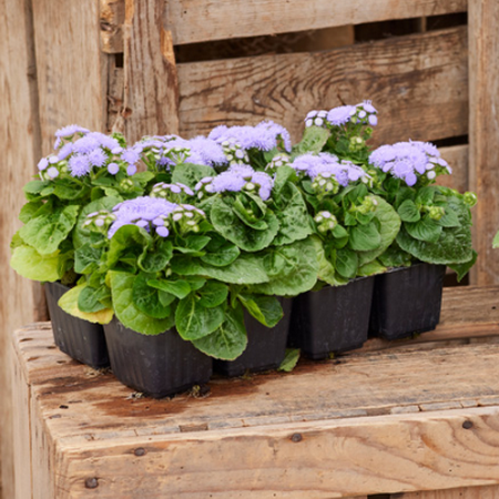 Ageratum Kona Blue