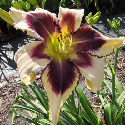 Hemerocallis Eyed Twister