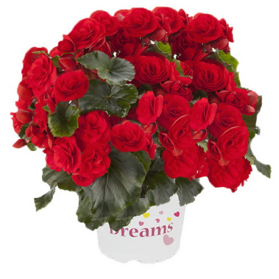 Бегония Solenia Red Orange