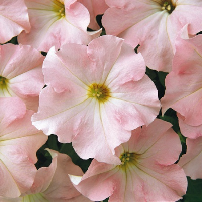 Petunia Festival Appelblossum