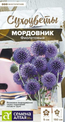 Мордовник Фиолетовый обыкновенный
