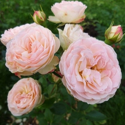 Rosa Pastella