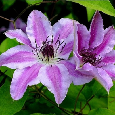 Clematis Capitaine Thuilleaux