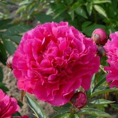 Paeonia lactiflora Felix Crousse