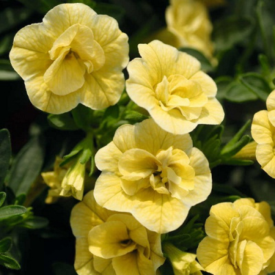 Calibrachoa Aloha Double Yellow
