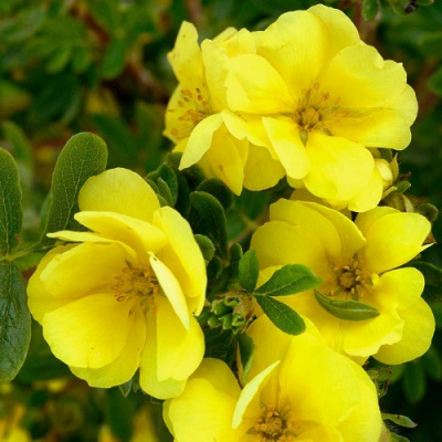 Potentilla Double Punch Gold