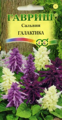 Сальвия Галактика