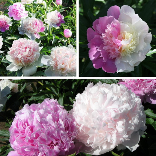 Paeonia Mr. Ed_4