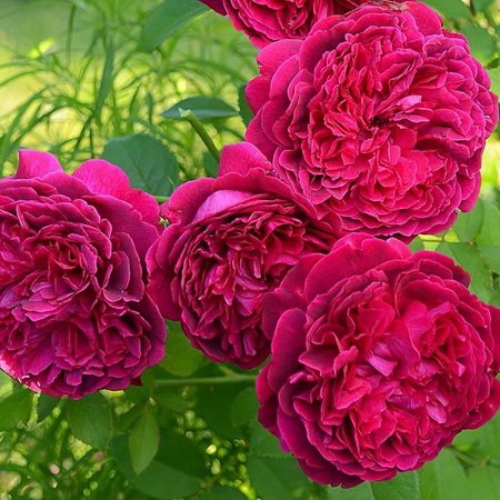 Rosa William Szekspir_2