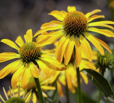 Echinacea Golden Skipper