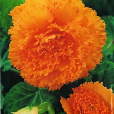 Begonia Fimbriata Orange
