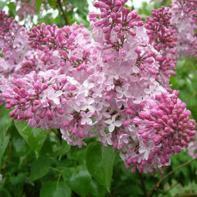 Syringa vulgaris Rozovaya Piramida