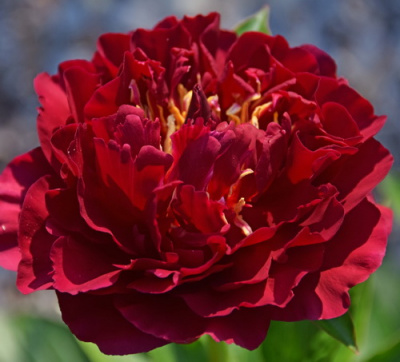 Paeonia Lactiflora Old Faithfull