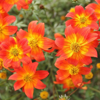 Bidens Beedance Red