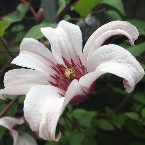 Clematis Princess Kate_2