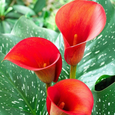 Zantedeschia Red Alert