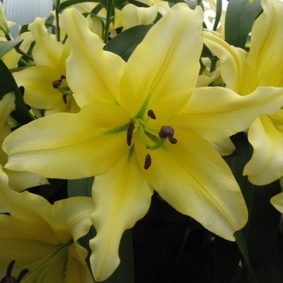 Lilium OT-Hybrid Baruta