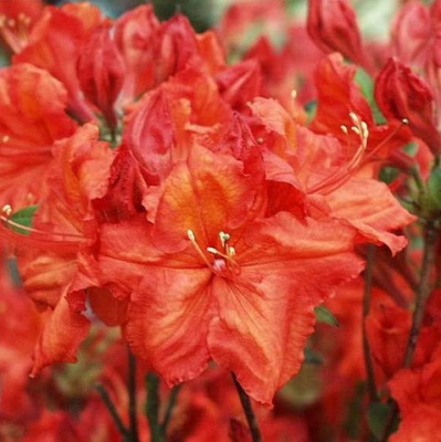 Azalea Feuerwerk