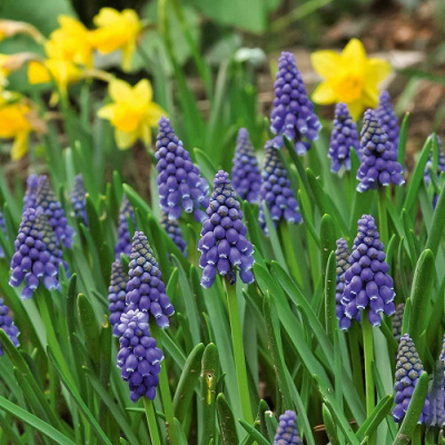 Muscari armeniacum