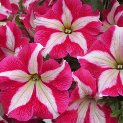 Festival Rose Star