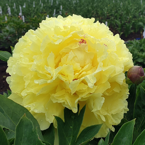 Paeonia Sonoma Halo