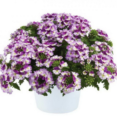 Vanessa Compact Bicolor Purple