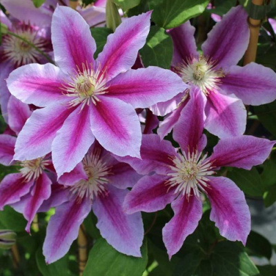 Clematis_Dr_Ruppel