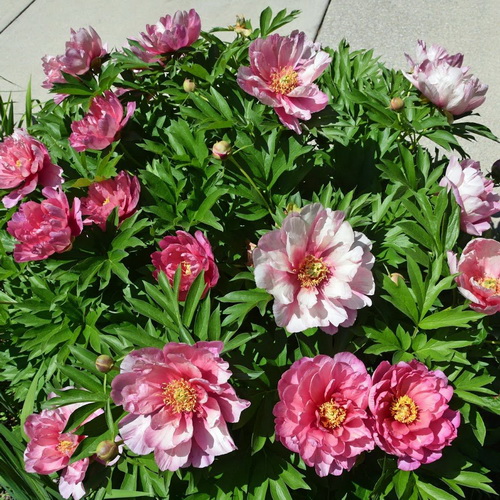 Paeonia Yankee Doodle Dandy_1
