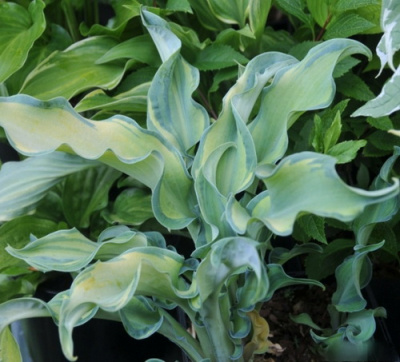 Hosta Gravity Rocks