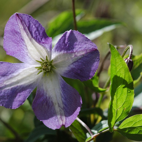 Clematis Little Bas
