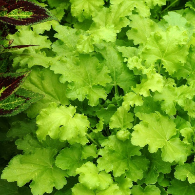 Heuchera Lord Lime