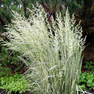 Calamagrostis Overdam