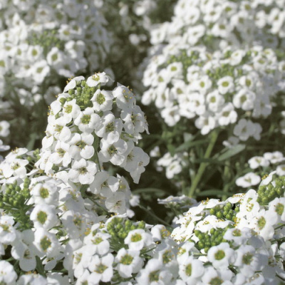 Лобулярия Эстер Боннет Вайт (Easter Bonnet White)