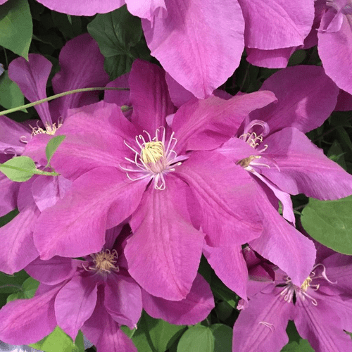 Clematis Dorothy Tolver_2