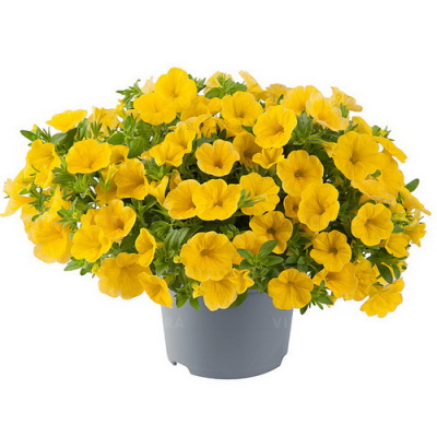 Калибрахоа Metro Early Bright Yellow