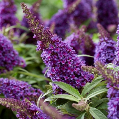 Buddleja Butterfly Candy Little Purple