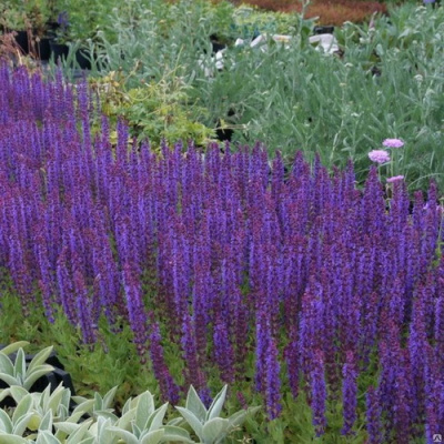 Salvia nemorosa 
