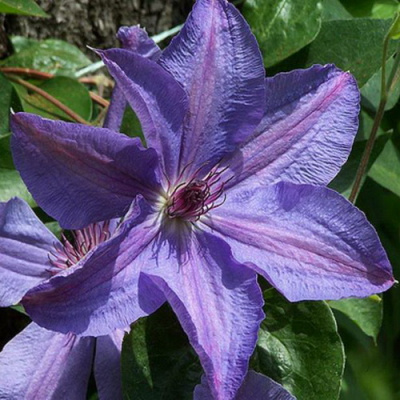 Clematis Minister