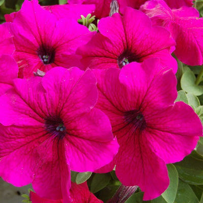 Petunia grandiflora Lupo Burgundy (1)