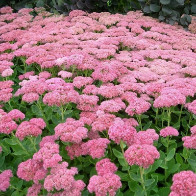 Sedum spectabile Brilliant