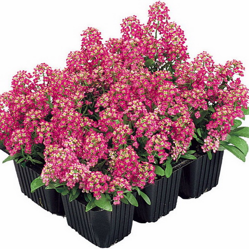 Easter Bonnet Deep Rose