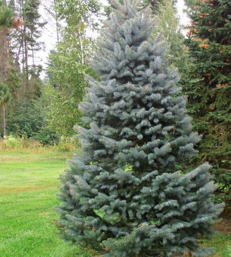 Picea pungens Kaibab_1