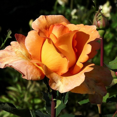 Rosa Louis de Funes