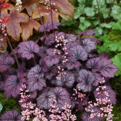 Heuchera Frosty Night
