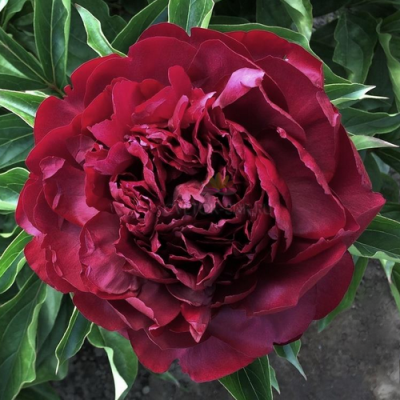 Paeonia Highlight